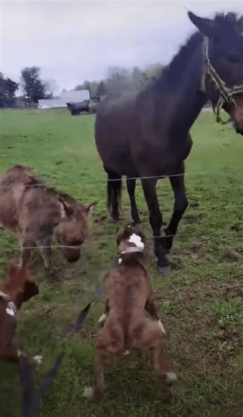 boxer gets shocked by electric fence|The Laughing Donkey: Funny Dog Accidentally Touches Electric .